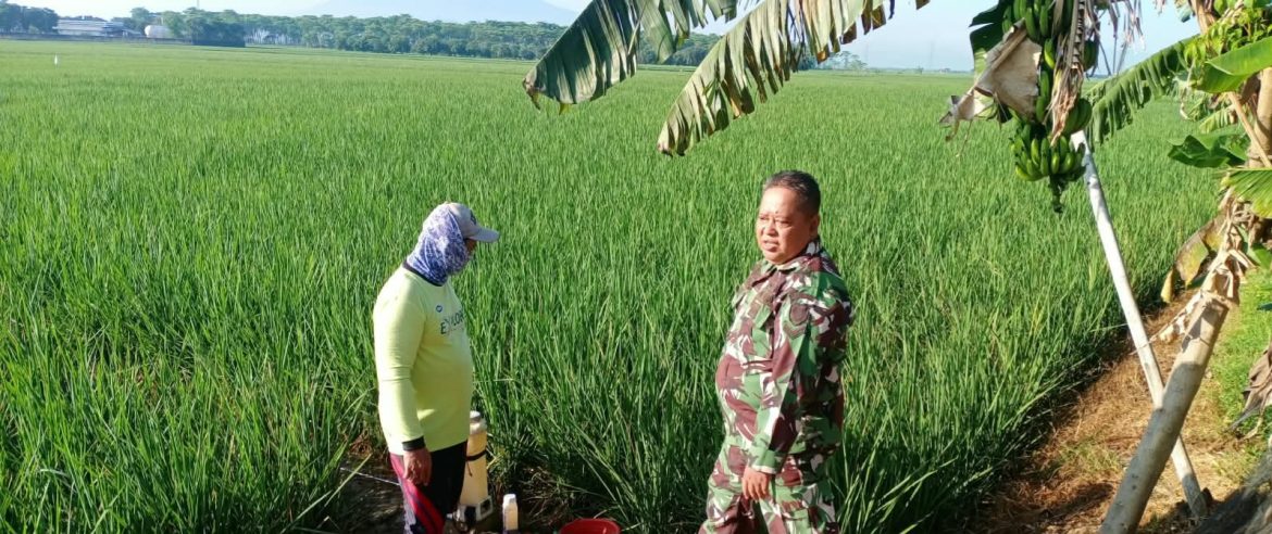 Babinsa Koramil 1605 Sukagumiwang Turun ke Sawah, Pastikan Proses Pertanian Berjalan Lancar