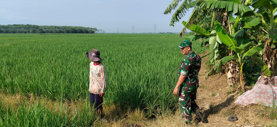 Babinsa Koramil 1605 Sukagumiwang Dampingi Petani, Pastikan Kondisi Tanaman Padi Tetap Terjaga
