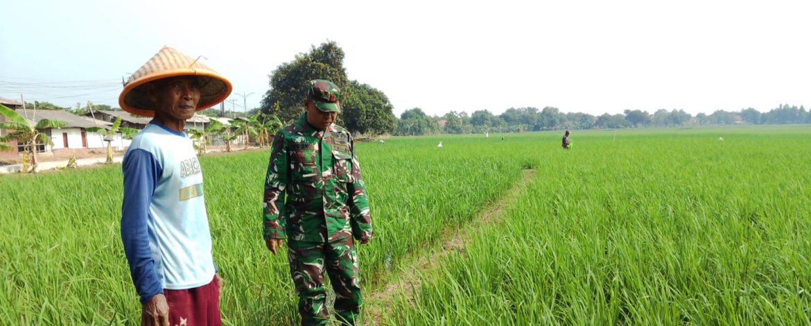 Lahan Padi Desa Kliwed Dipantau,Babinsa Koramil 1605 Sukagumiwang Laksanakan Pendampingan Pertanian Terus Diperkuat