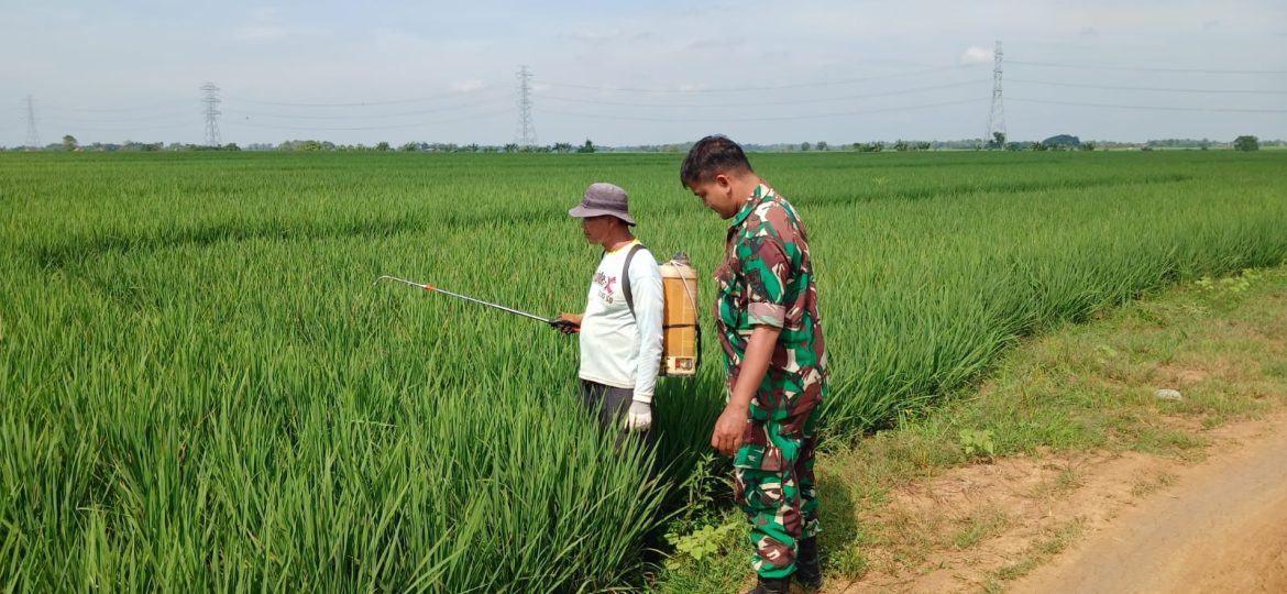 Babinsa Koramil 1605 Sukagumiwang Turun Langsung ke Sawah, Tanaman Padi Dijaga dari Ancaman Hama