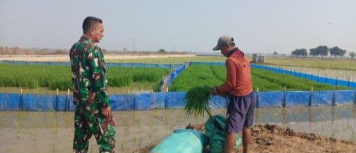 Dampingi Petani, Babinsa Koramil 1605/Sukagumiwang Pantau Kondisi Tanaman Padi di Tulungagung