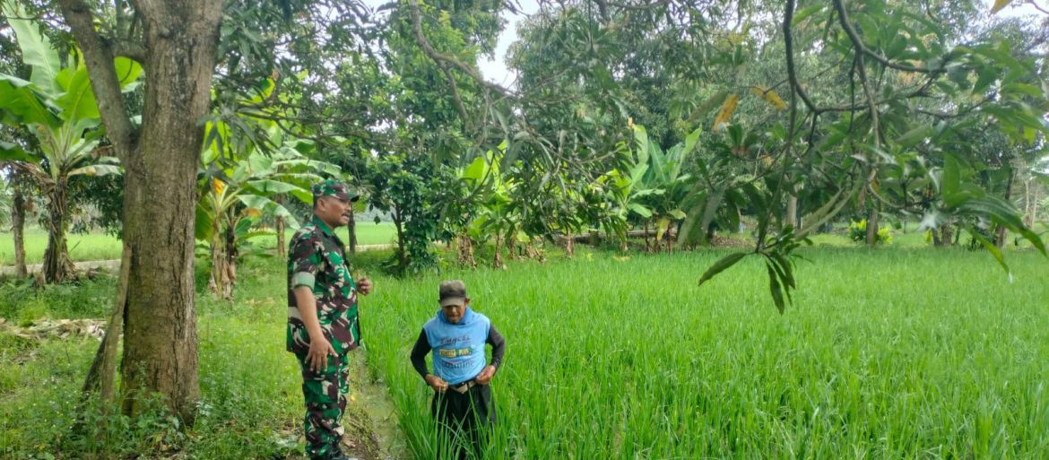 Babinsa Sukagumiwang Pantau Lahan Pertanian, Pastikan Air dan Pupuk Tak Jadi Kendala