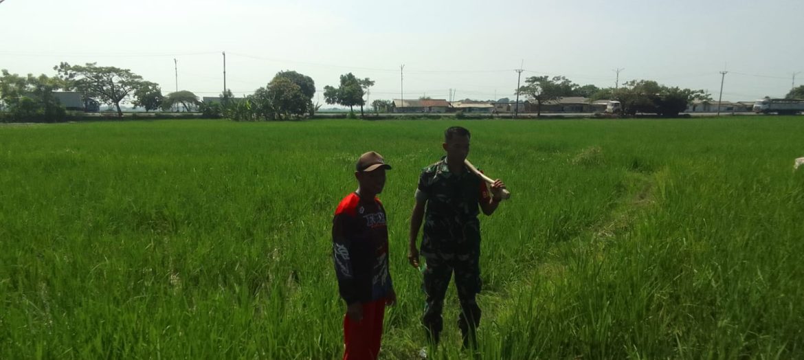 Pantau Sawah Cadangpinggan, Babinsa Koramil 1605 Sukagumiwang Pastikan Pengairan hingga Tanam Padi Berjalan Lancar