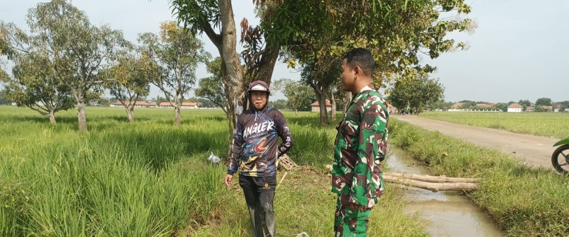 Babinsa Dampingi Petani Manguntara, Dorong Percepatan Tanam Padi