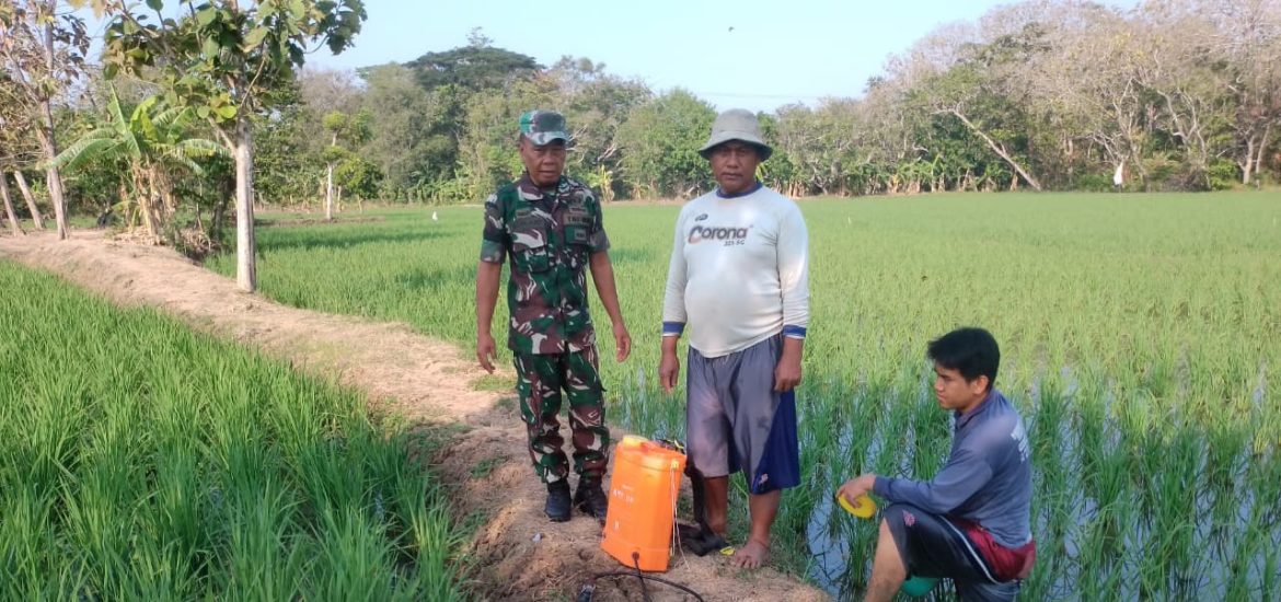 Babinsa Koramil 1605/Sukagumiwang Monitoring Pertanian, Petani Tenajar Kidul Didorong Percepat Tanam