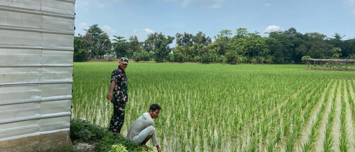Babinsa Koramil 1605 Sukagumiwang Monitoring dan Dampingi Petani di Area Persawahan Desa Jengkok
