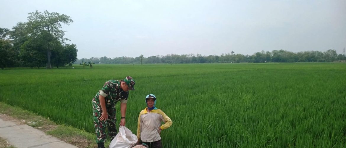 Babinsa Koramil 1605 Sukagumiwang Dampingi Petani, Pastikan Tanaman Padi Terawat