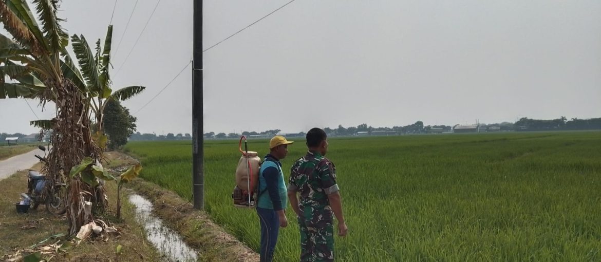 Babinsa Koramil 1605 Sukagumiwang Dampingi Petani Gunungsari, Pastikan Perawatan Tanaman Padi Berjalan Optimal