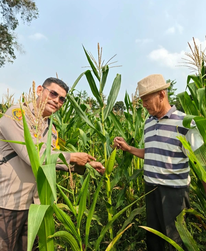 Polri Hadir Dampingi Petani, Polsek Pemulutan Monitor Pertumbuhan Jagung Pipil di Ulak Kembahang