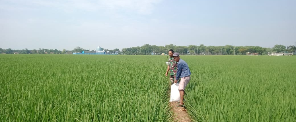 Babinsa Sukagumiwang Dampingi Petani Cadangpinggan, Ingatkan Bahaya Listrik di Sawah