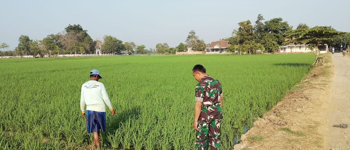 Babinsa Koramil 1605/Sukagumiwang Dampingi Petani Desa Gunungsari, Pastikan Perawatan Padi Berjalan Optimal