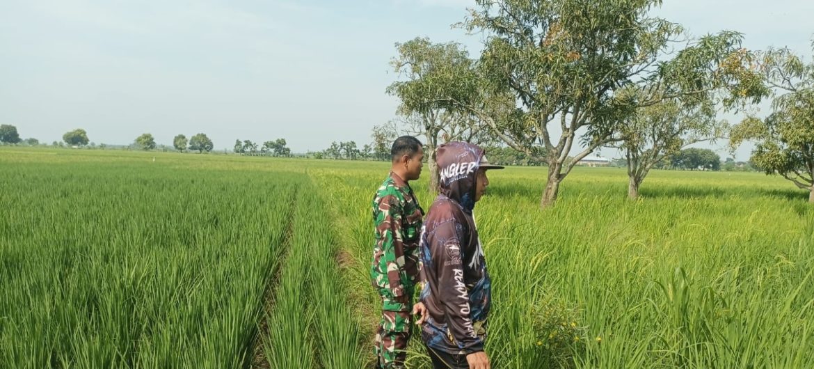 Babinsa Koramil 1605 Sukagumiwang Monitoring Pertanian, Pastikan Tanaman Padi Musim Gadu Terawat