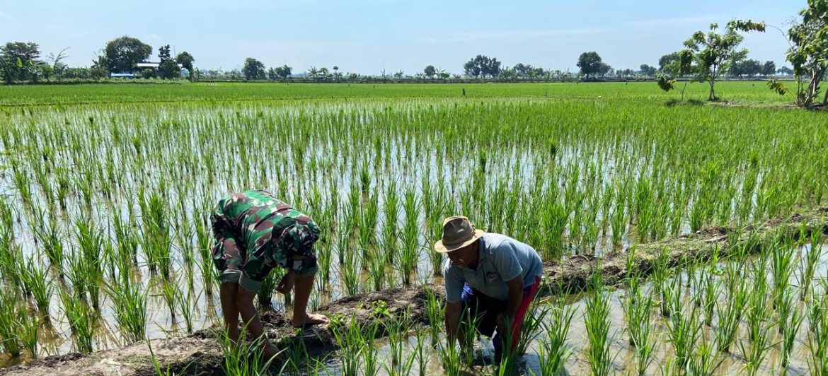 Babinsa Koramil 1605 Sukagumiwang Pantau Tanaman Padi di Desa Jengkok, Pastikan Pertumbuhan Tetap Terjaga