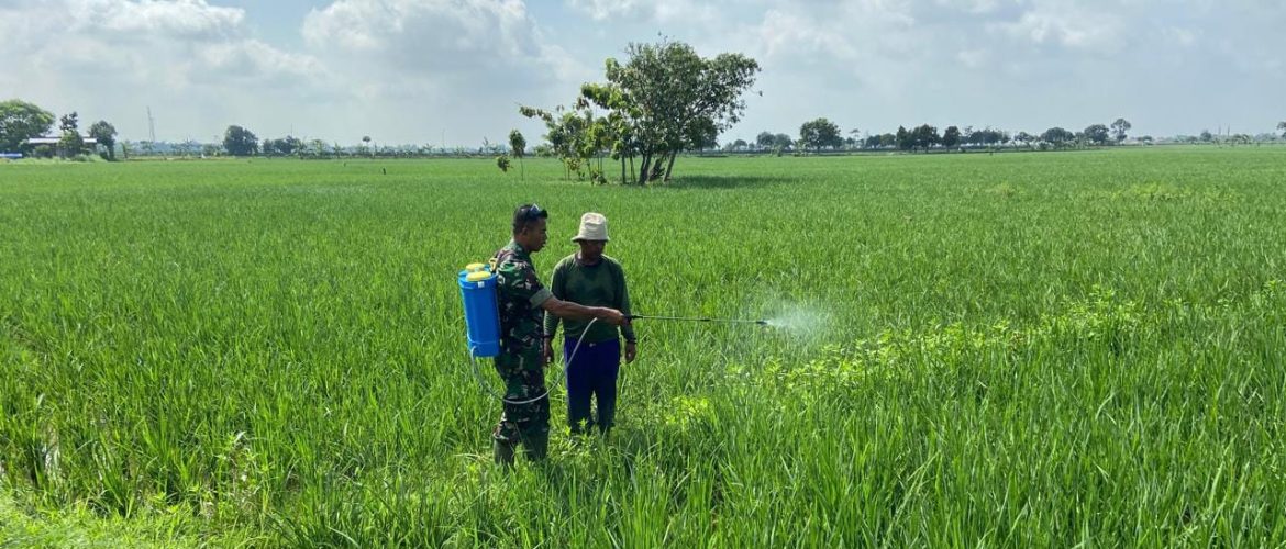 Babinsa Koramil 1605 Sukagumiwang Dampingi Petani Cadangpinggan, Pastikan Lahan Siap Tanam Padi