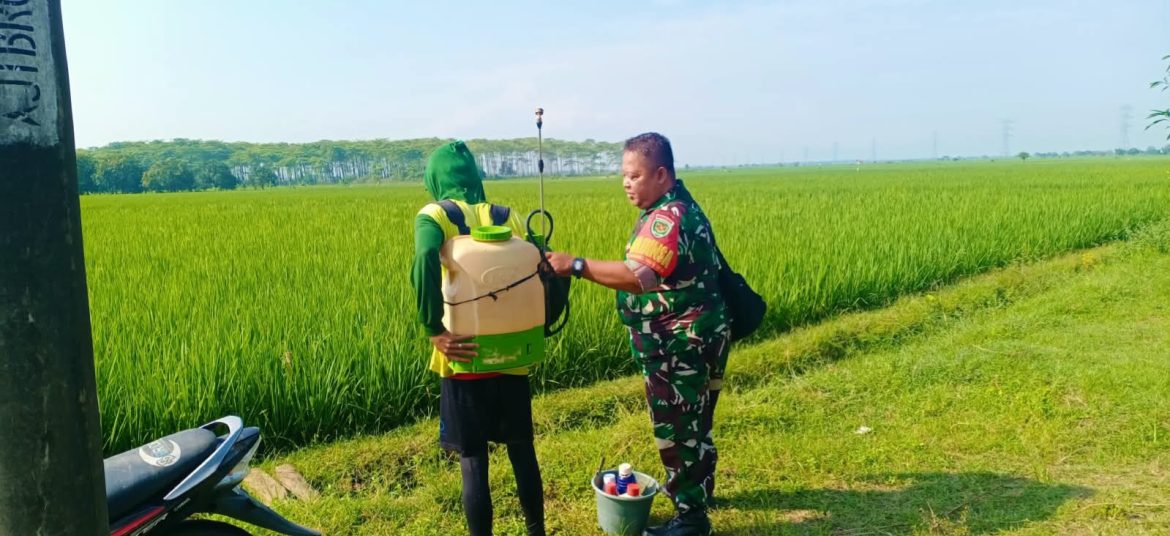 Babinsa Koramil 1605/Sukagumiwang Monitoring dan Pendampingan Pertanian di Desa Sukagumiwang