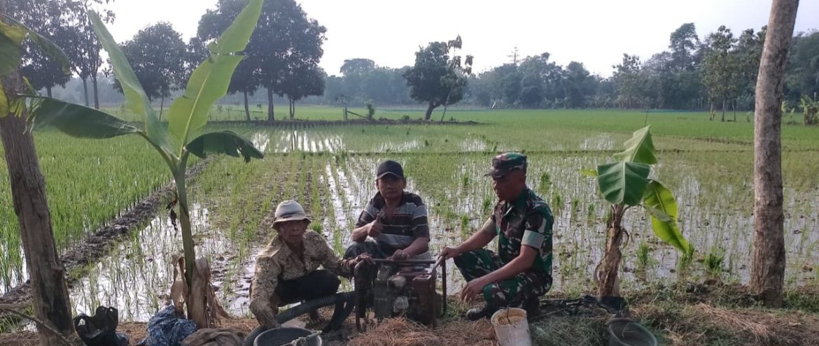 Babinsa Koramil 1605 Sukagumiwang Dampingi Petani Tenajar Kidul, Pantau Musim Tanam dan Pemupukan