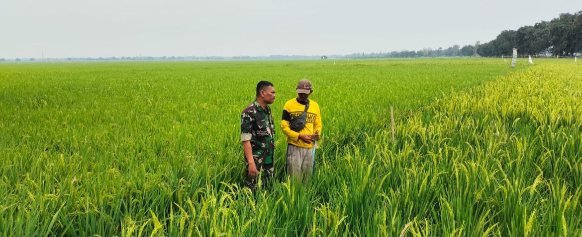 Babinsa Koramil 1605/Sukagumiwang Monitoring dan Dampingi Kegiatan Pertanian di Desa Tenajar Lor