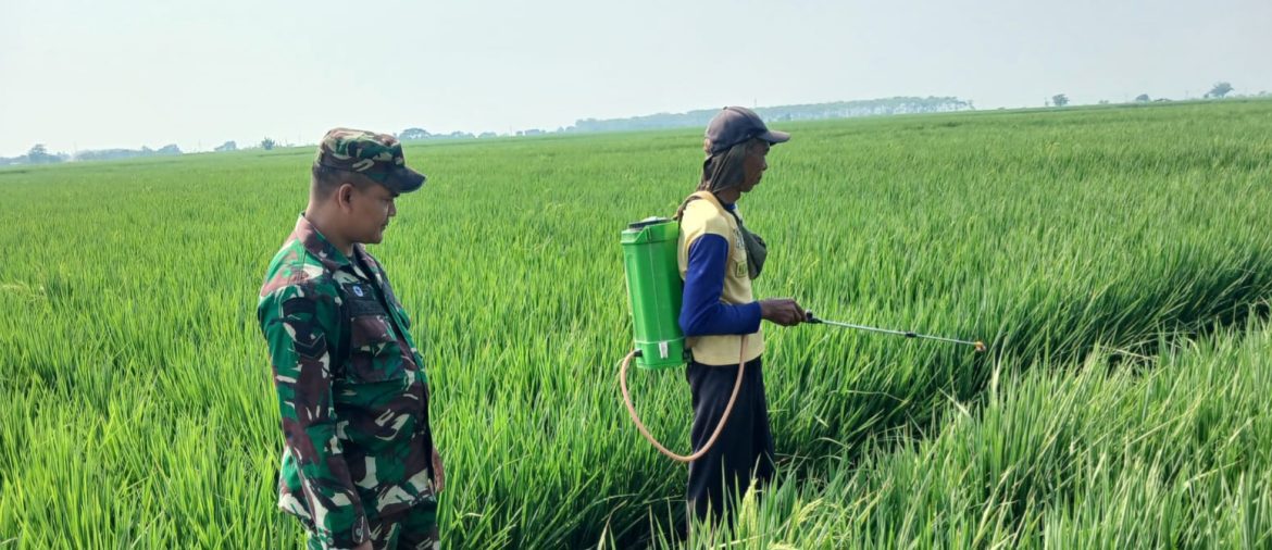 Babinsa Koramil 1605/Sukagumiwang Monitoring dan Dampingi Petani, Pastikan Tanaman Padi Tumbuh Sehat di Desa Tersana