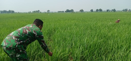 Babinsa Koramil 1605/Sukagumiwang Dampingi Petani Tulungagung, Pantau Penyemprotan Hama hingga Kondisi Lahan Sawah