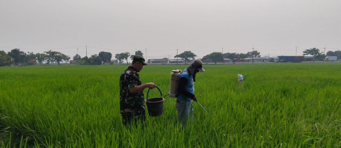 Babinsa Koramil 1605/Sukagumiwang Dampingi Petani Desa Sukawera, Pastikan Perawatan Tanaman Padi Berjalan Optimal
