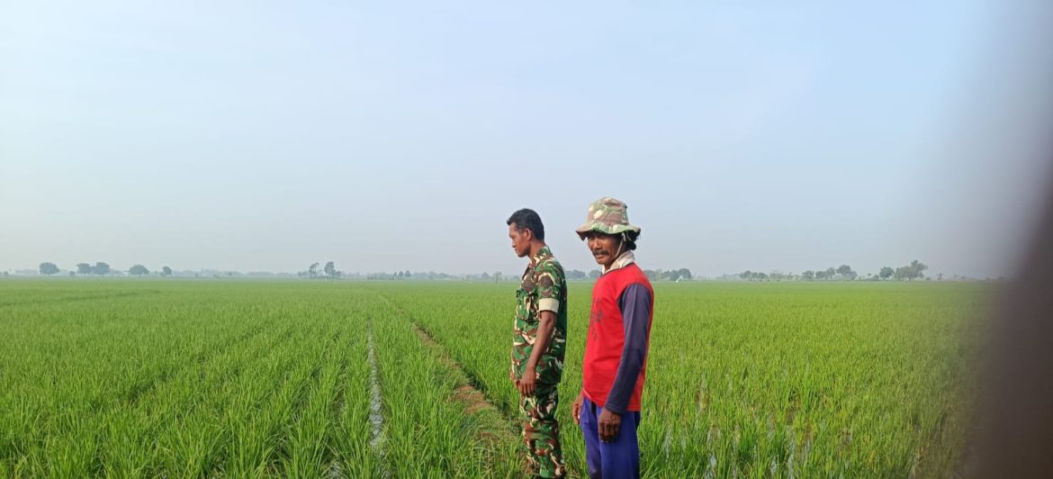 Babinsa Koramil 1605/Sukagumiwang Pantau Kondisi Tanaman Padi di Desa Lemahayu