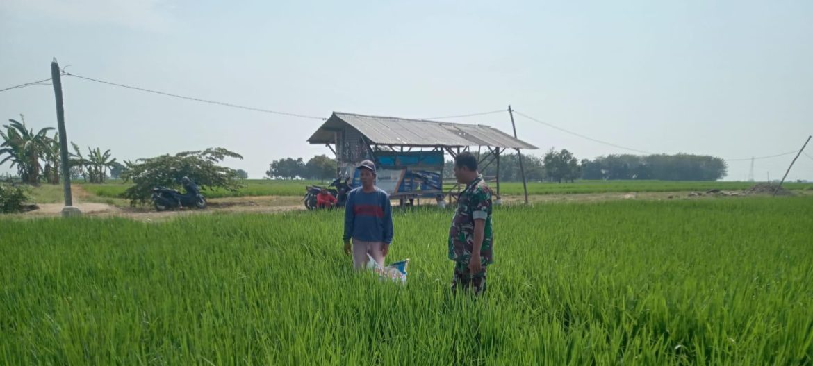 Babinsa Koramil 1605 Sukagumiwang Dampingi Petani Desa Jambe, Pastikan Perawatan Padi Musim Tanam Gadu Berjalan Optimal