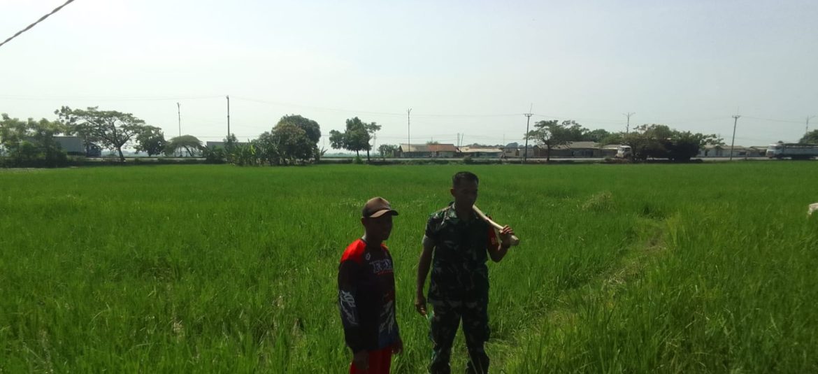 Dukung Produktivitas Petani, Babinsa Koramil 1605 Sukagumiwang Pantau Pengolahan Lahan dan Penanaman Padi di Cadangpinggan