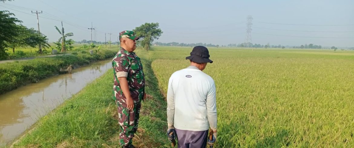 Jelang Musim Panen, Babinsa Koramil 1605/Sukagumiwang Turun ke Sawah Dampingi Petani