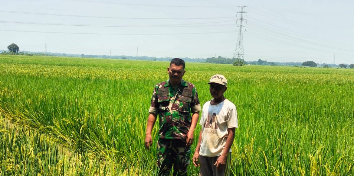 Babinsa Koramil 1605/Sukagumiwang Monitoring Pertanian Padi, Pastikan Pengairan Sawah Berjalan Lancar