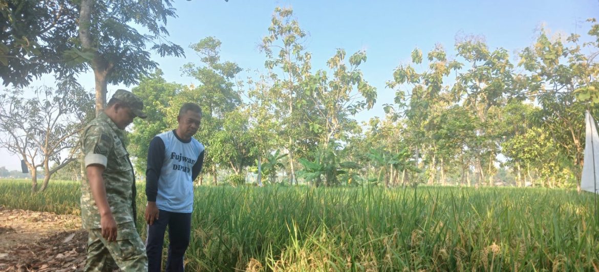 Babinsa Koramil 1605 Sukagumiwang Monitoring Pertanian di Desa Tersana, Padi Segera Memasuki Masa Panen