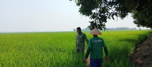 Babinsa Koramil 1605 Sukagumiwang Turun ke Sawah, Pastikan Kondisi Tanaman Padi dan Pengairan Petani