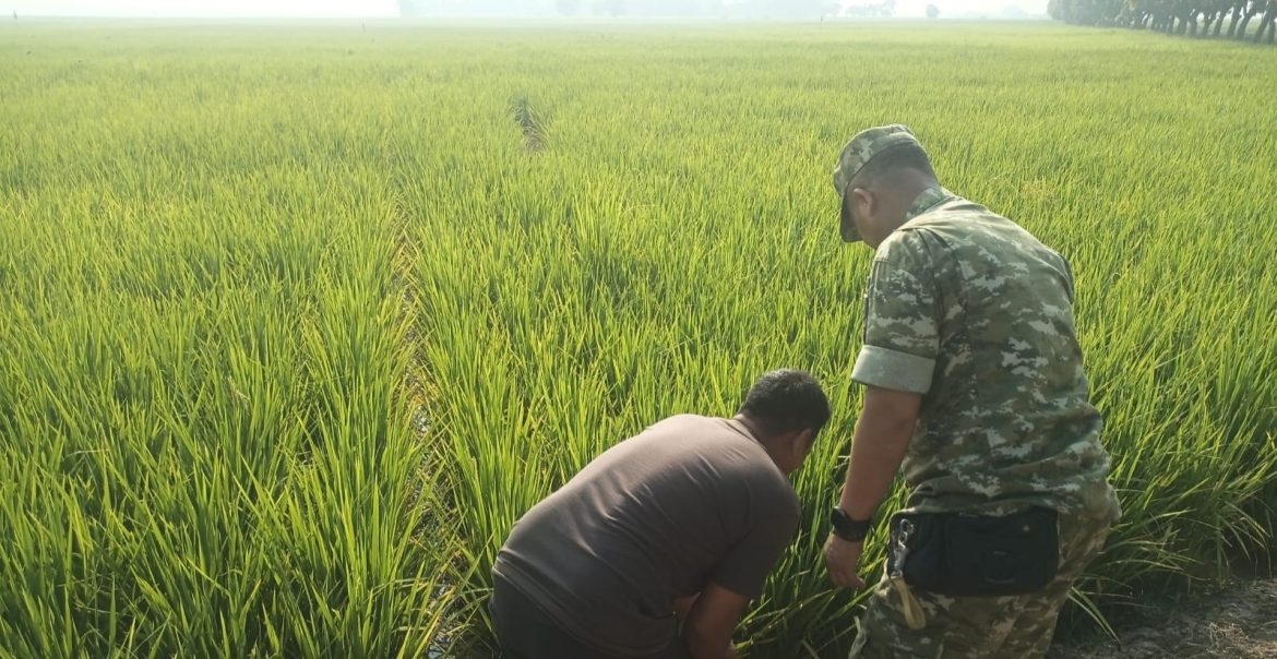 Babinsa Koramil 1605 Sukagumiwang Pantau Kondisi Sawah di Desa Tegal Wirangrong, Pastikan Tanaman Padi Terawat
