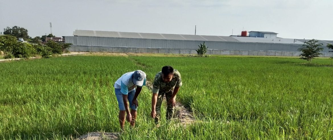 Babinsa Koramil 1605 Sukagumiwang Turun ke Sawah, Pastikan Kesiapan Lahan dan Kelancaran Irigasi di Desa Kliwed