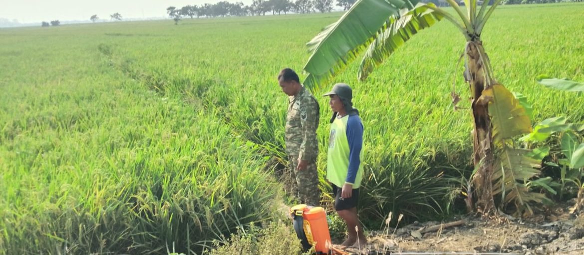 Babinsa Koramil 1605/Sukagumiwang Turun ke Sawah, Pastikan Kesiapan Lahan Pertanian di Gunungsari