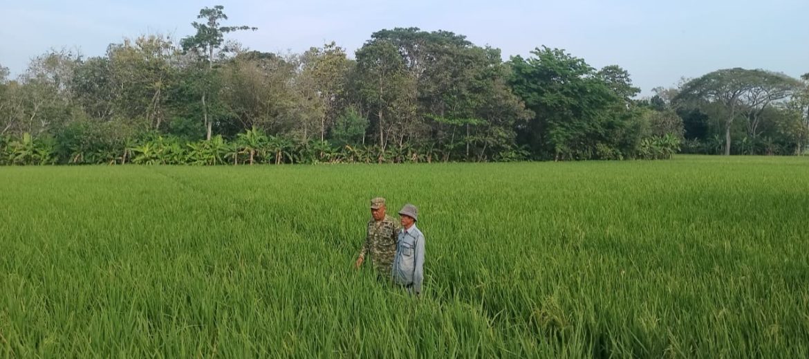 Babinsa Koramil 1605 Sukagumiwang Turun ke Sawah, Pastikan Kesiapan Lahan dan Irigasi Petani