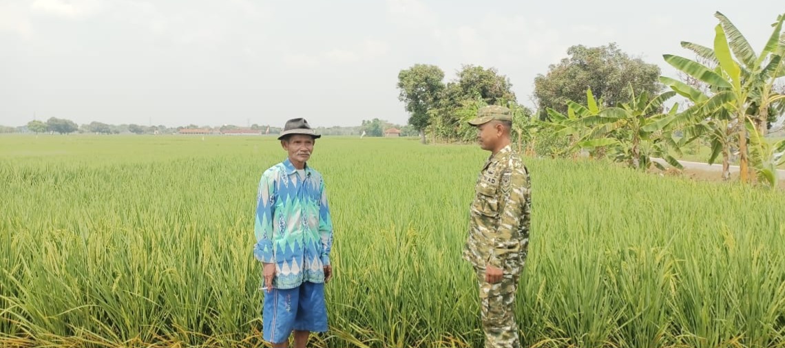 Dukung Ketahanan Pangan, Babinsa Koramil 1605 Sukagumiwang Dampingi Petani di Desa Manguntara