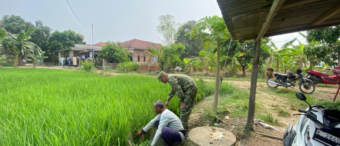 Babinsa Koramil 1605/Sukagumiwang Monitoring Pertanian di Desa Jengkok, Cegah Serangan Hama Wereng
