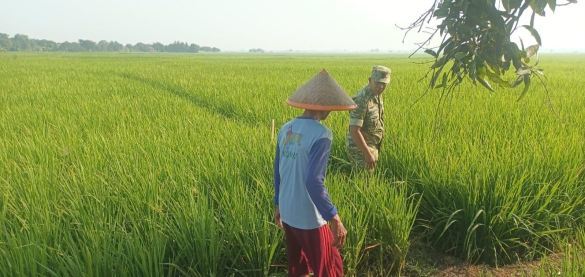 Babinsa Koramil 1605 Sukagumiwang Dampingi Petani di Desa Tegalwirangrong, Dorong Percepatan Tanam Padi