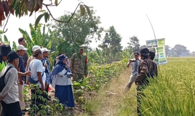 Babinsa Koramil 1608 Karangampel Hadiri Studi Banding Pertanian Tim BRMP Jakarta di Desa Dukuh Jeruk