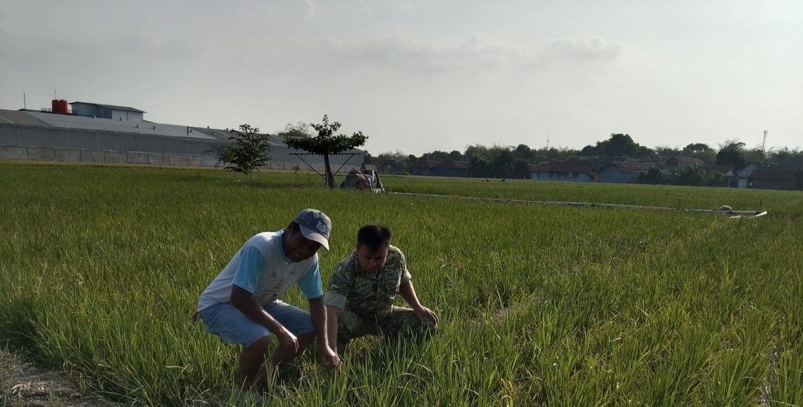 Dukung Produktivitas Petani, Babinsa Koramil 1605 Sukagumiwang Turun Langsung Pantau Kondisi Persawahan di Desa Kliwed