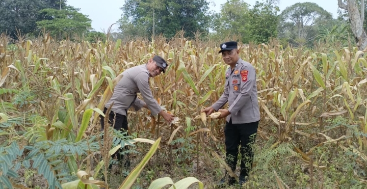 Dukung Ketahanan Pangan Nasional, Polsek Pemulutan Bersama Kelompok Tani Panen Jagung Pipil di Ulak Kembahang I